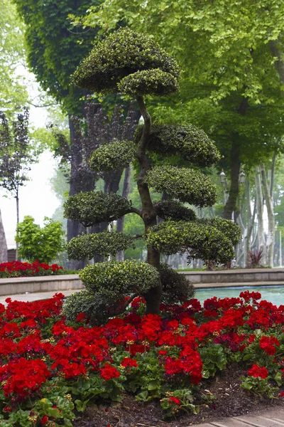 Árbol decorativo en el parque Gulhane — Foto de Stock