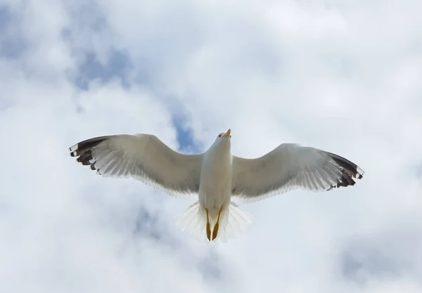 Flying Alone Closeup Seagull Sky — Stock Photo, Image