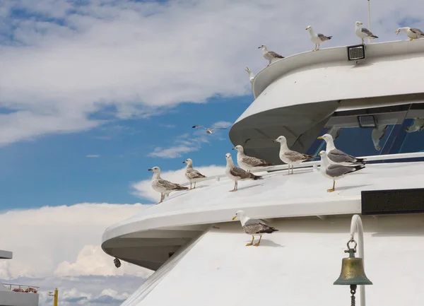 Lot Seagulls Sitting Deck Pleasure Craft — Stock Photo, Image