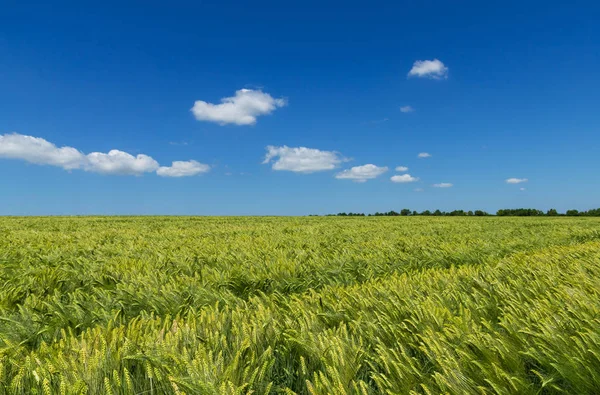 Güzel, güneşli bir gün, bahar yatay fotoğrafı olgunlaşma döneminde genç buğday tarlası ve arka planda mavi gökyüzü.