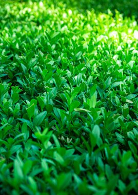 Küçük yeşil yapraklar