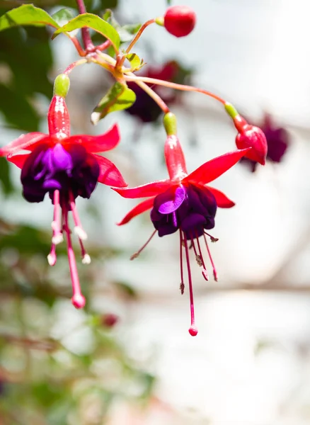 สวยงาม Fuchsia ดอกไม้ — ภาพถ่ายสต็อก