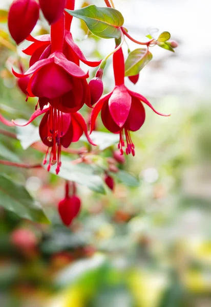 Güzel fuşya kırmızı çiçek