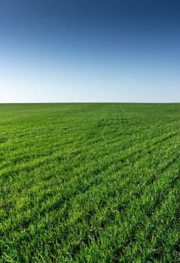 Gökyüzü açık yeşil buğdaylı güzel manzara dikey fotoğrafı mobil cihazlar için masaüstü duvar kağıdı gibi görünüyor.