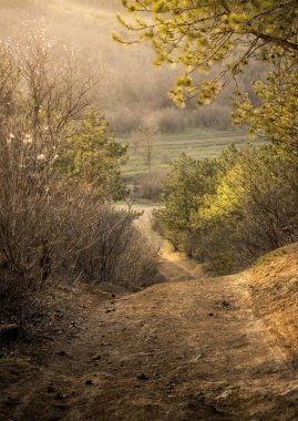 İlkbaharda toprak yol gün batımında kozalaklı ormana iniyor.