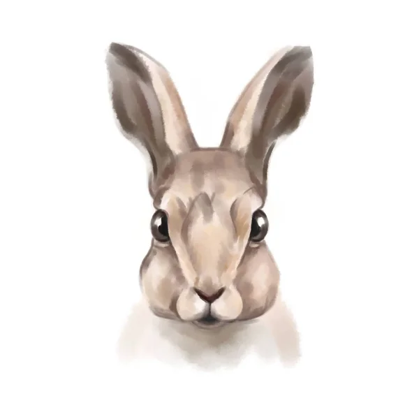 Portrait Lapin Mignon Sur Fond Blanc — Photo