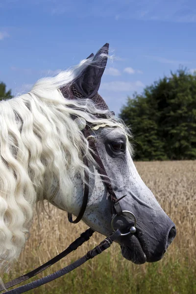 White Beautiful Horse Meadow Sunny Day — Stock Photo, Image