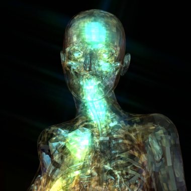 insan anatomisi 3D çizimi