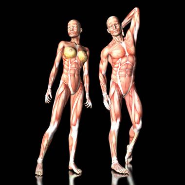 dijital görsel olarak insan anatomisi