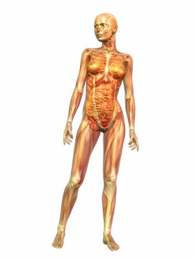 dijital görsel olarak insan anatomisi