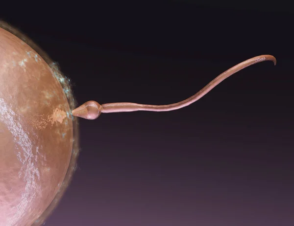 Reproduktion Spermier Och Äggceller — Stockfoto
