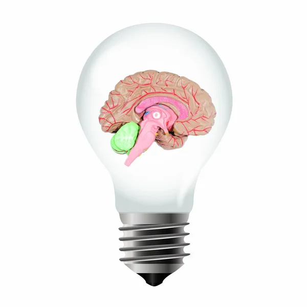 Illustration Une Ampoule Avec Cerveau Humain — Photo