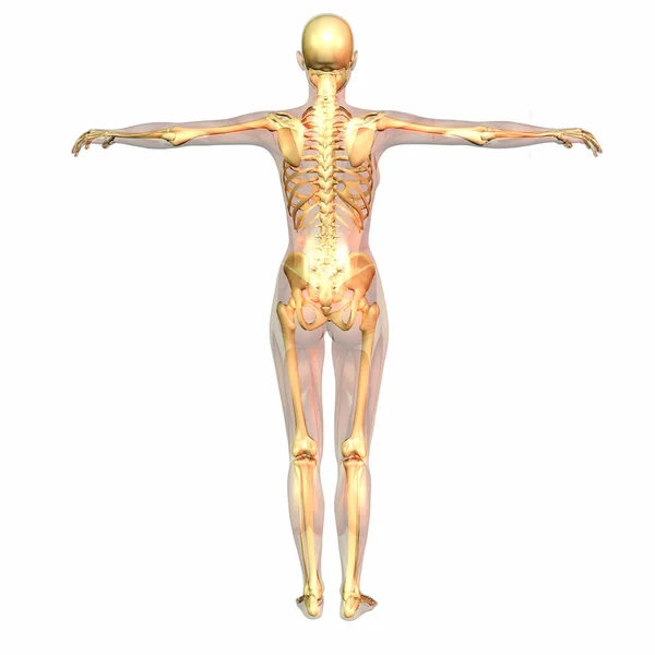 Visualização Digital Anatomia Humana — Fotografia de Stock
