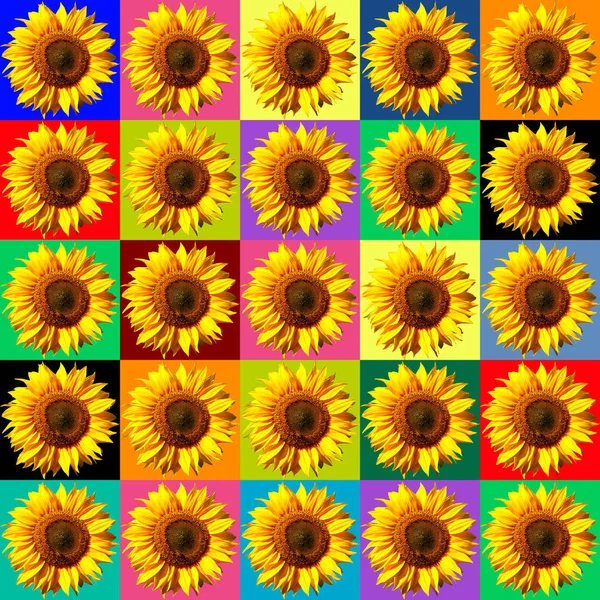 Beau Tournesols Modèle Sur Fond Coloré — Photo