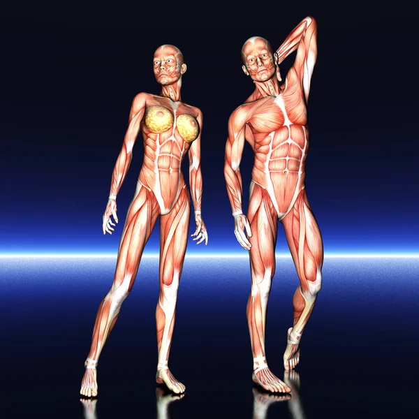 Digital Visualization Human Anatomy — Stock Photo, Image