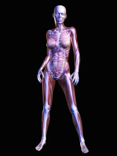 Anatomia Humana Ilustração — Fotografia de Stock