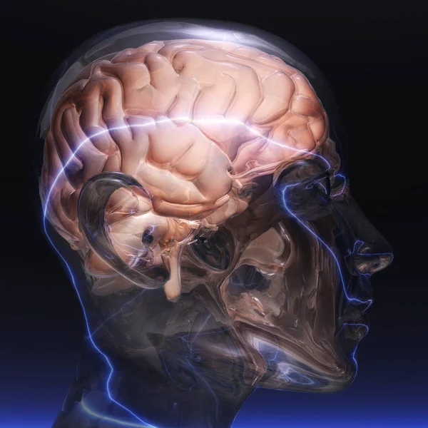 Humano Cérebro Cor Ilustração — Fotografia de Stock