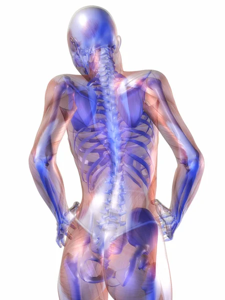 人体解剖 イラストレーション — ストック写真
