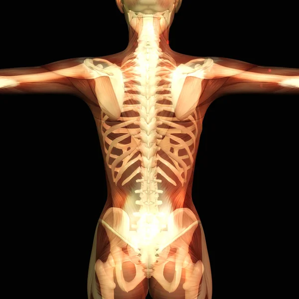 Visualização Digital Anatomia Humana — Fotografia de Stock