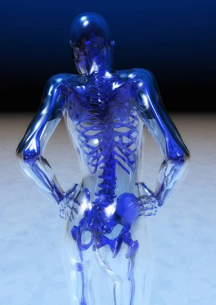 Human Anatomy 3d illustration — Stock Image Human Anatomy Illustration Stock Image
