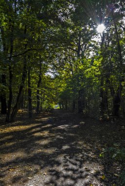 ülke yol boyunca yaz orman güneş ışığı altında