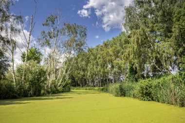 güneşli gün ağaçlarıyla çevrili yeşil pond