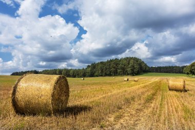 Hasat bulutlu zamanında yeşil ormandaki fotoğrafı 