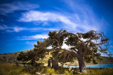 Yakın çekim, ağaç gövde yeşil ahşap