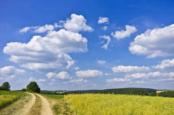 Landschaft Aus Rapsfeld Und Feldweg Unter Wolkenlosem Blauen Himmel — Stockfoto