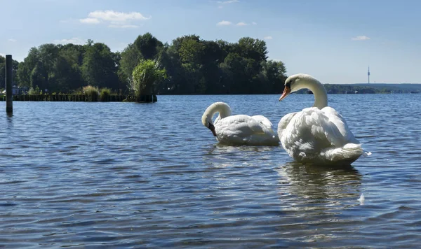 Cisnes Blancos Mar Báltico —  Fotos de Stock