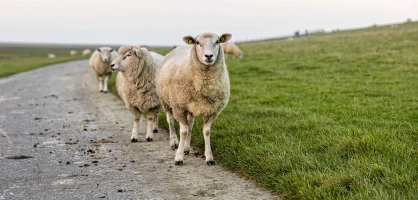 Moutons Sur Pâturage Début Printemps — Photo