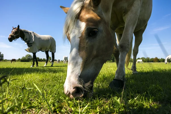 Close Beautiful Horses Green Meadow — Stock Photo, Image