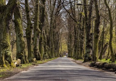 Güzel yeşil Forrest. Renk vurdu