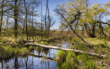 çayırda akan küçük sakin Nehri'nin sahne fotoğraf
