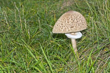 güneşli bir gün, yeşil çayır şemsiye mantar 