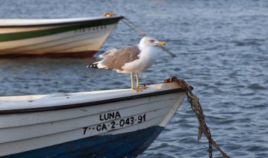 Sahilde harap ahşap tekne