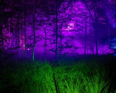 fotoğraf gece siste mor gizem ile yeşil orman 