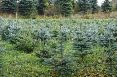 Noel ağaçları Plantation gün zaman renk vurdu