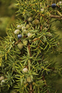 Ardıç ağacı meyveleri ile yakın çekim