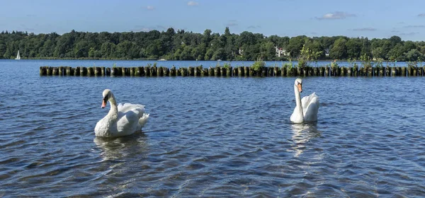 Cisnes Blancos Mar Báltico —  Fotos de Stock