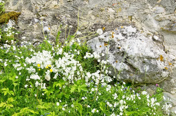 Little Flowers Ancient Castle Walls Gros Plans Fond Écran Pour — Photo