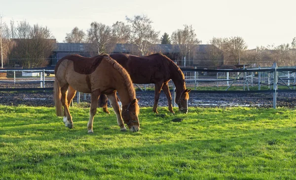 緑の草原の美しい馬のクローズ アップ — ストック写真