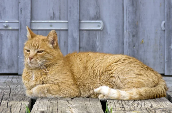 梦幻般困倦的红头发家养猫 — 图库照片