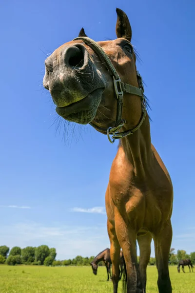 Κοντινό Πλάνο Του Όμορφο Άλογο Στο Πράσινο Λιβάδι — Φωτογραφία Αρχείου