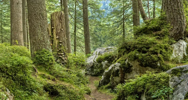 Güzel yeşil Forrest. Renk vurdu