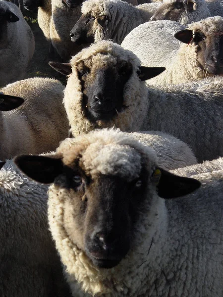 Πρόβατα Ένα Λιβάδι Την Πρώιμη Άνοιξη — Φωτογραφία Αρχείου
