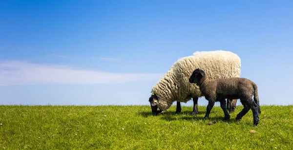 Moutons Sur Pâturage Début Printemps — Photo