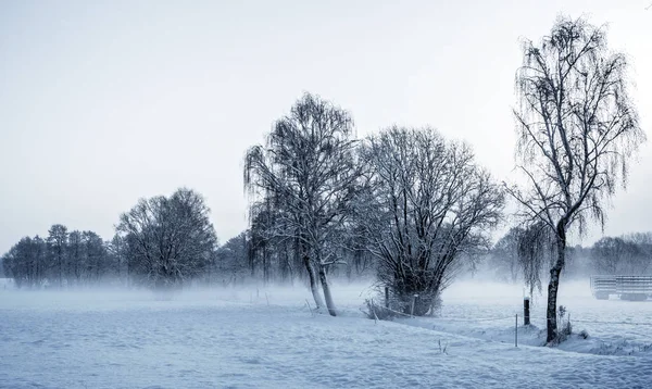 Vista Pitoresca Prado Coberto Neve Com Árvores Dia Inverno — Fotografia de Stock