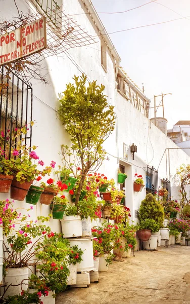 Edificio Con Primavera Colores Flores — Foto de Stock