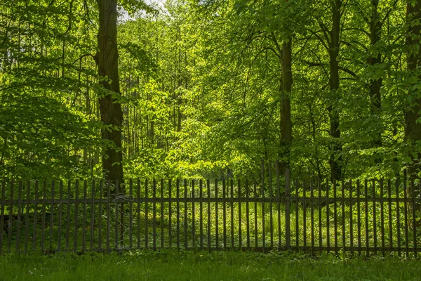 Güzel yeşil Forrest. Renk vurdu